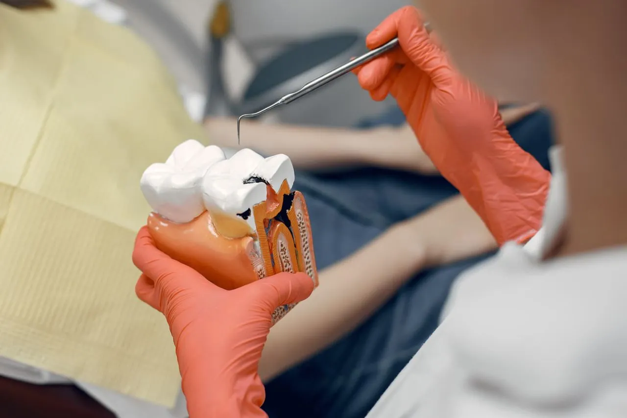 Tooth model showing the inside of a tooth for root canal treatment